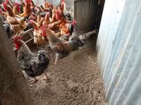 găini Shamo — foto 4
