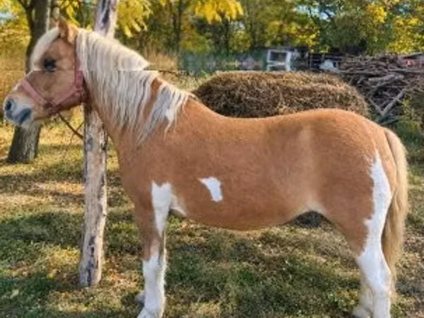 ม้าตัวเมีย, Shetland Pony