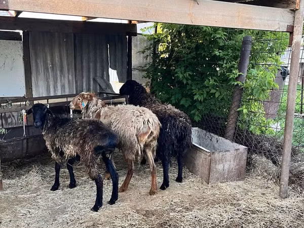 Sheep, Sheep — Kazakhstan
