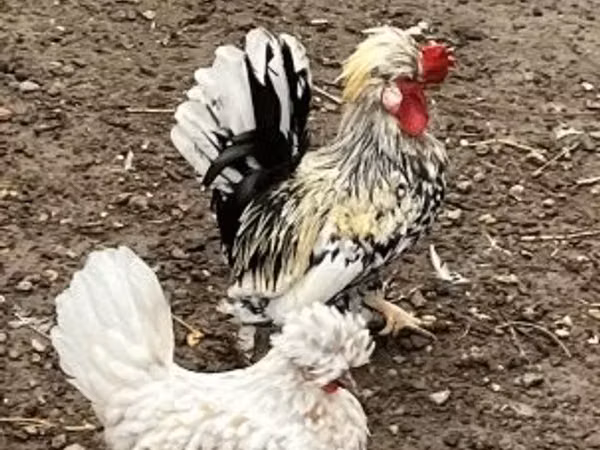 Danimarka toyuğu