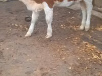 Krava, Simmental cattle — foto 1
