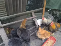 Chickens — รูปภาพ 2