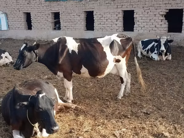 گاو ماده, Russian Black pied cattle