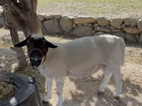 Ram, Dorper sheep — photo 1