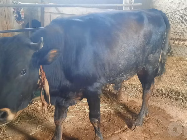 सांड, मवेशी — उज़्बेकिस्तान