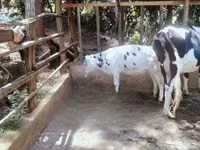 Ko, Holstein-race — foto 2