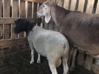 Ram, Dorper sheep — photo 3