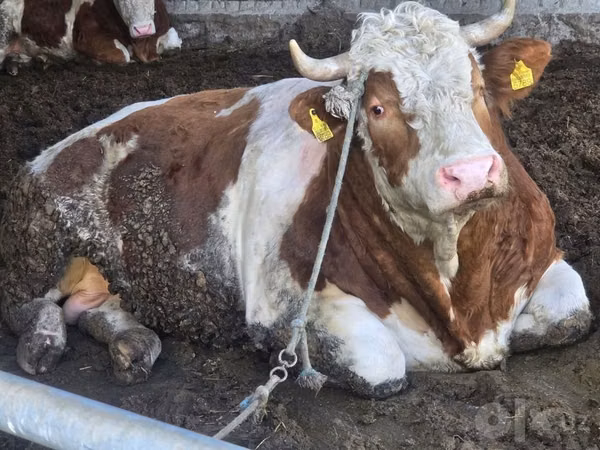 Bull, Simmental cattle — Uzbekistan