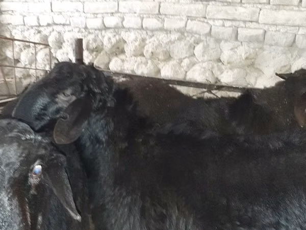 Ram, Sheep