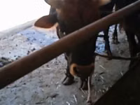 Toro, Bovini — foto 3