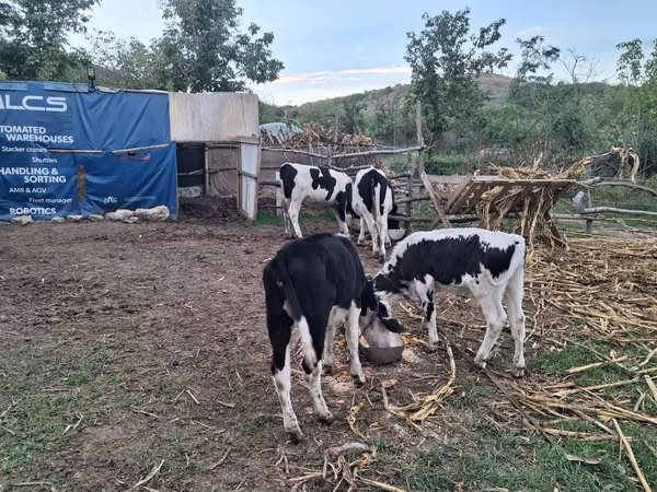 Bull, Russian Black pied cattle — Moldova