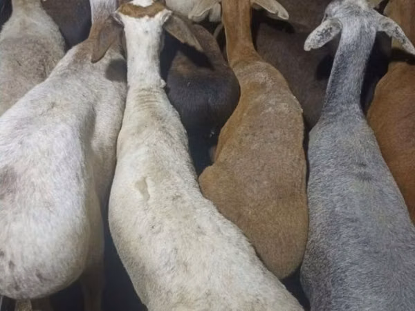Ovca, Овце