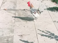 Japonský bantam — foto 1