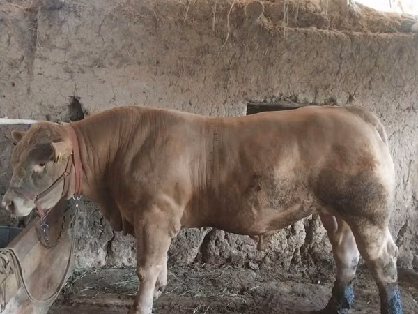Bou, Vaca Limousine