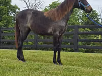Азаргагүй морь, Rocky Mountain Horse — 4 зураг