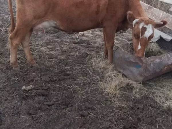 Cow, Swiss cattle — Kazakhstan