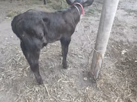 Гов, Swiss cattle — акс 5