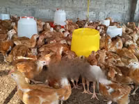 Chickens — ছবি 2