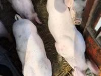 خوک ماده — عکس 3