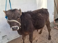 Bull, Alatau breed — photo 2