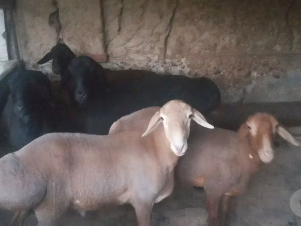 Ram, Sheep — Uzbekistan
