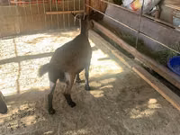 بز ماده, Czech Brown Shorthaired goats — عکس 4
