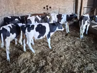 Bull, Holstein breed — photo 1