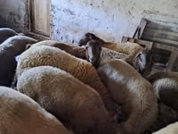 Ram, Sheep — photo 3