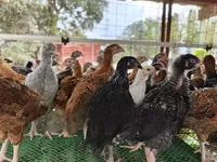 Chickens — foto 7