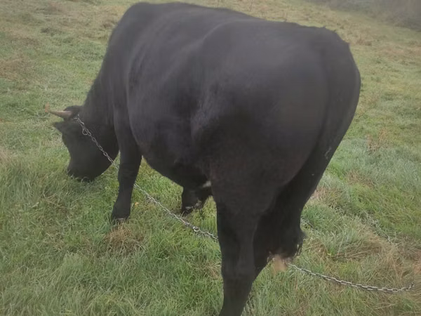Bull, Aberdeen-Angus