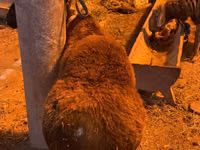 قوچ, Hissar sheep — عکس 1