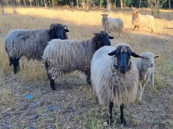 قوچ, گوسفند — مجارستان