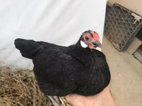 Chickens — photo 5