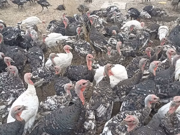 Turkeys — Kyrgyzstan