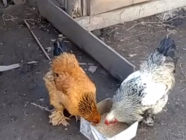براهما — جمهوری آذربایجان