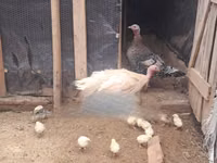 Turkeys — foto 4