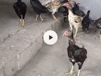 Chickens — عکس 2
