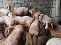 Sheep, Arashan sheep — photo 2