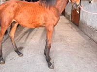 Kuda betina, Horses — foto 2