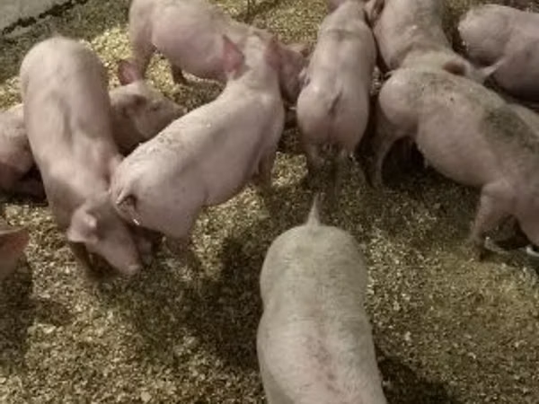 Pigs (batch, sex not specified), 
