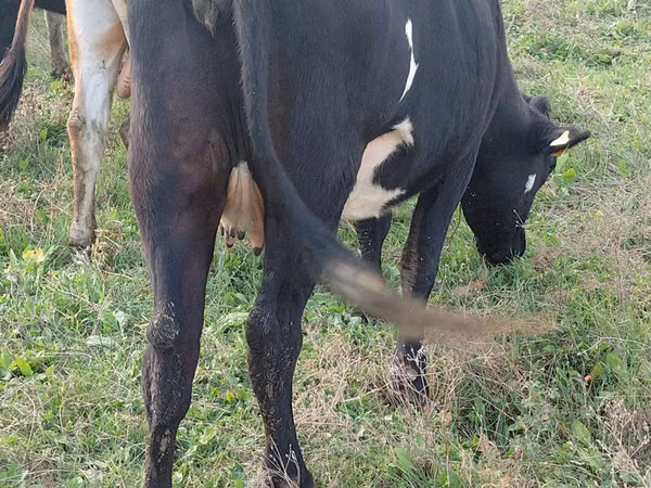 Cow, Russian Black pied cattle