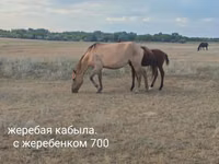 Mare, Horse breed — photo 5