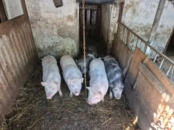 Pigs (batch, sex not specified), Pigs — Hungary