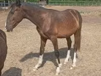 Horse (M), Lipizzaner — photo 2