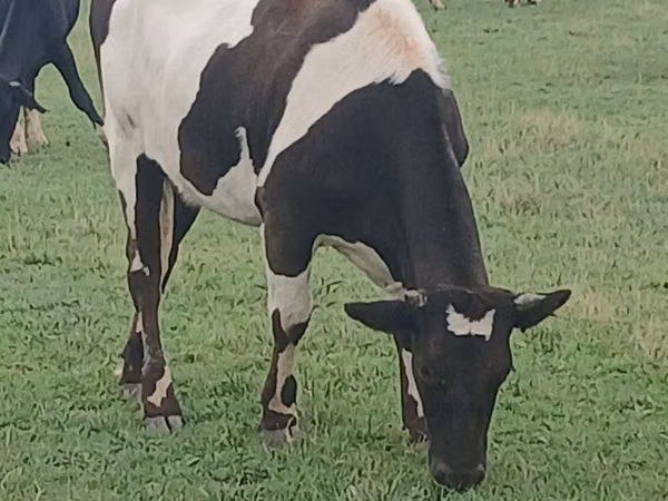 Cow, Holstein breed — Moldova