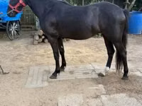 ሴት ፈረስ, Horses — ፎቶ 3