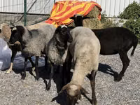 Koyun, Hissar sheep — foto 1