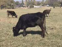 Bou, Bovine — foto 4