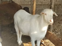 Ямаа, Saanen goat — 2 зураг