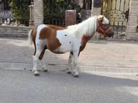 Horse (M), Horses — photo 2